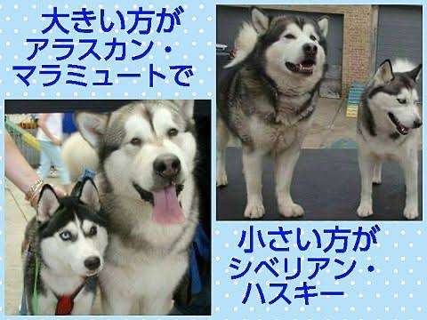 大型犬飼いの集い