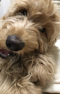 大型犬飼いの集い