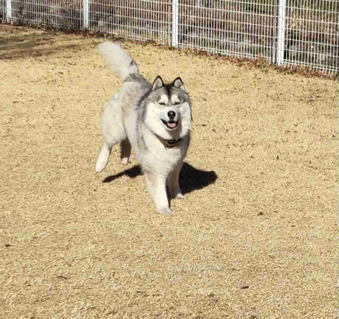 大型犬飼いの集い