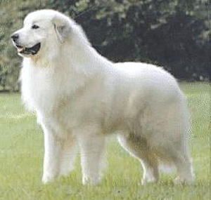 大型犬飼いの集い