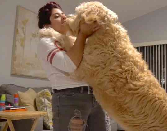 大型犬飼いの集い