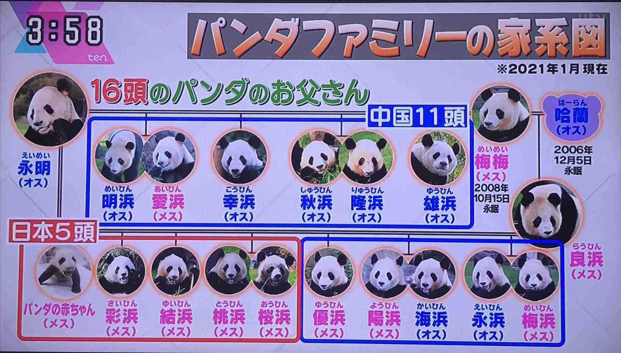 上野動物園のパンダ 交尾確認