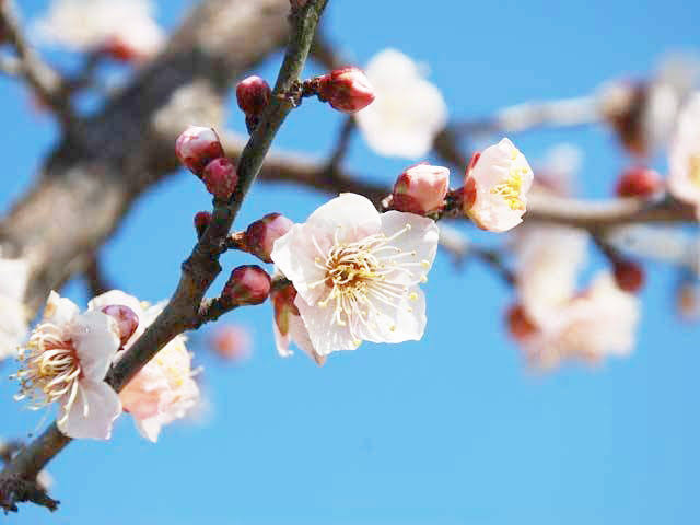 春だよ！語尾に「🌸」を付けて話そうよ🌸