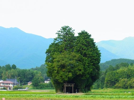 どこか切ない夏の画像を貼っていくトピpart5