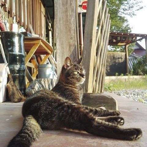 どこか切ない夏の画像を貼っていくトピpart5