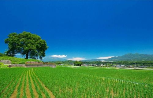 どこか切ない夏の画像を貼っていくトピpart5
