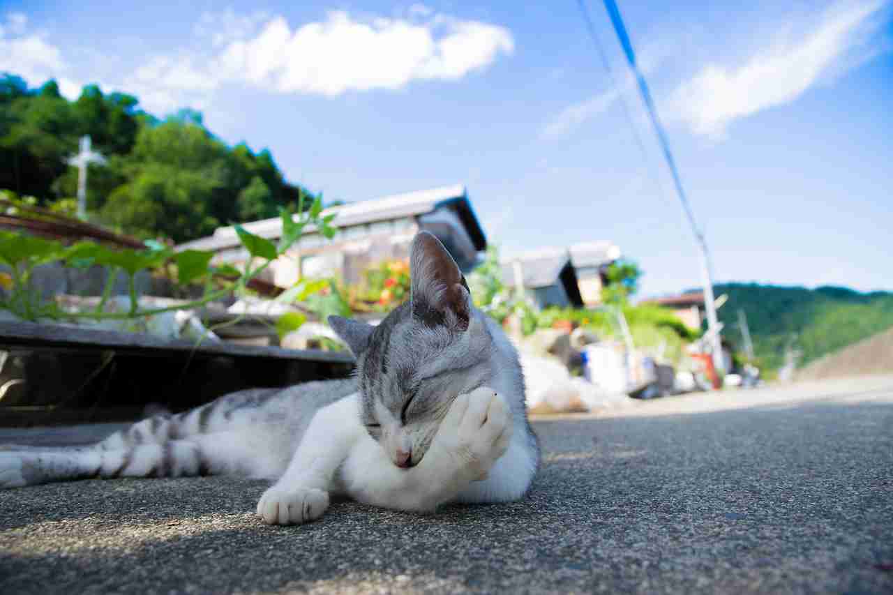 どこか切ない夏の画像を貼っていくトピpart5
