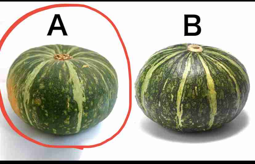 かぼちゃが好き