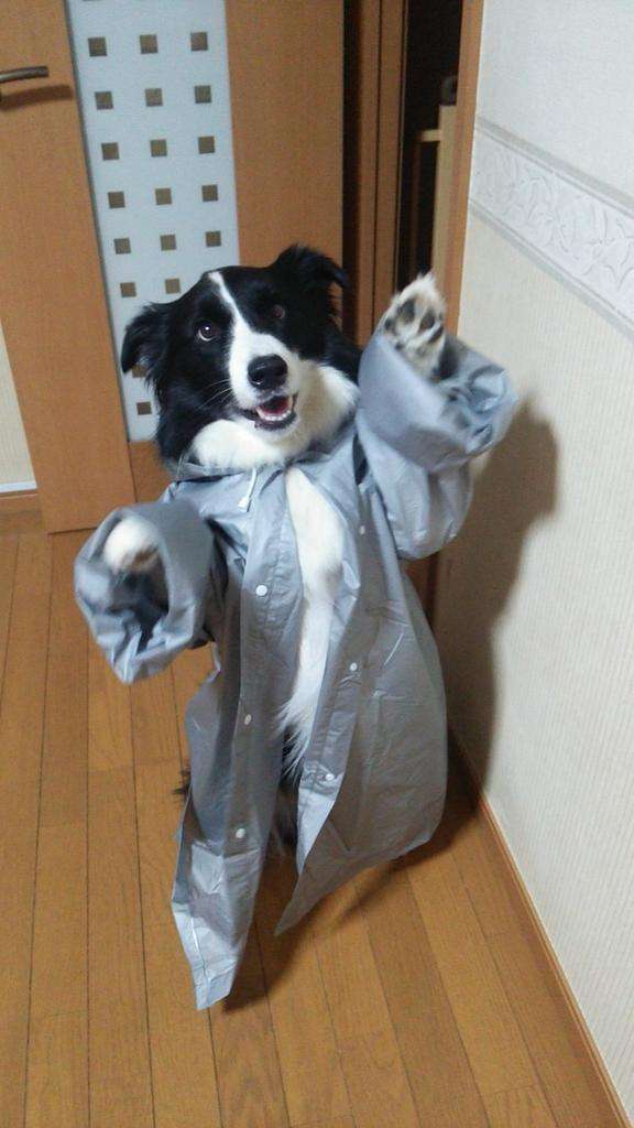 ボーダーコリー好きな人