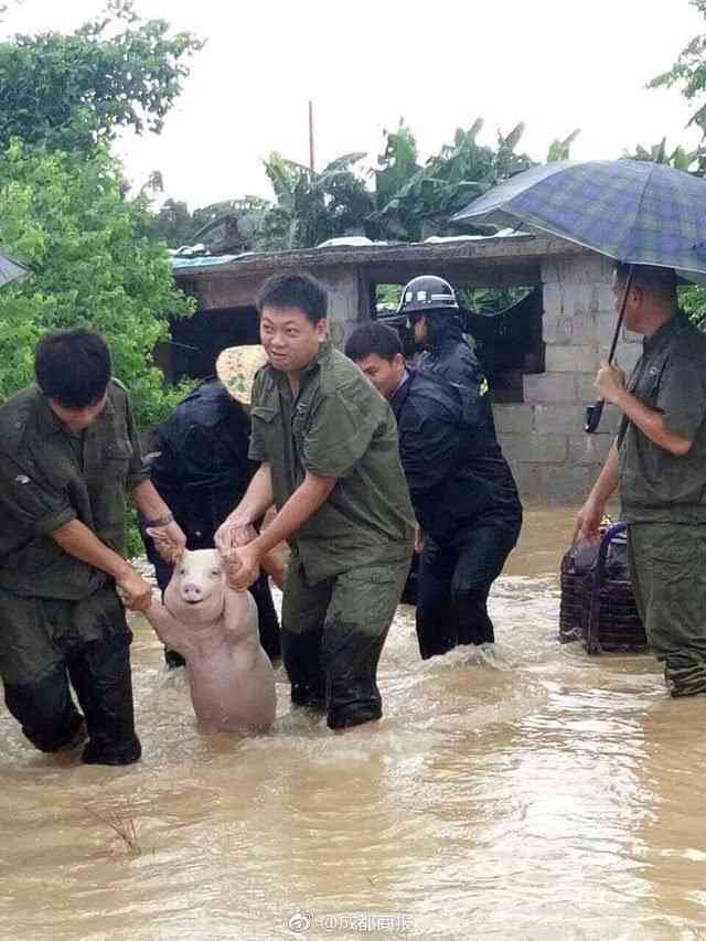 動物の保護活動をしている人【始めたい】