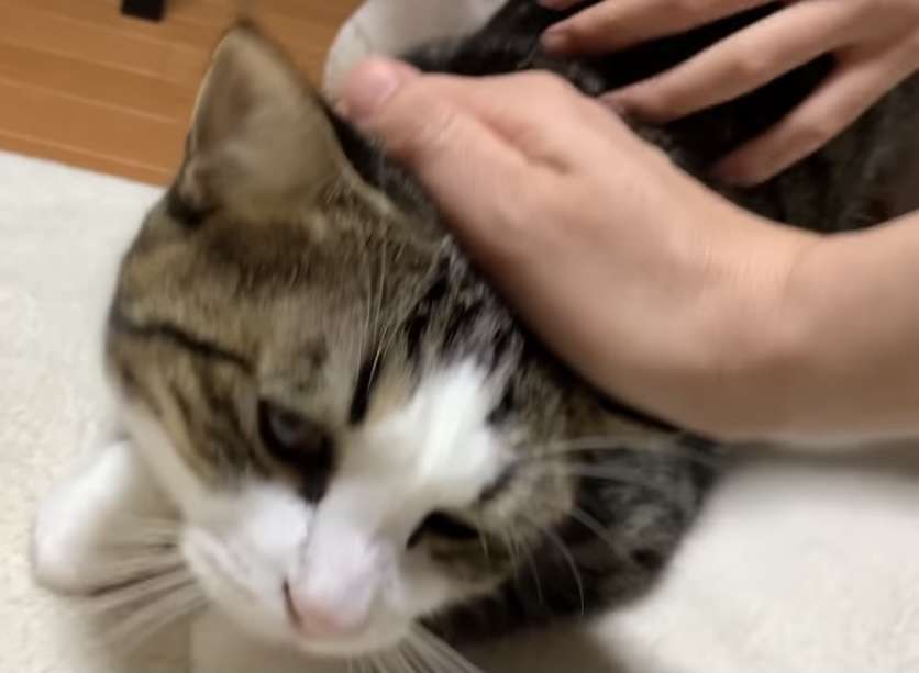 動物の保護活動をしている人【始めたい】