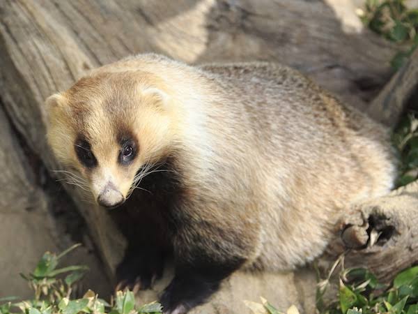 たぬき!狸!Tanuki!