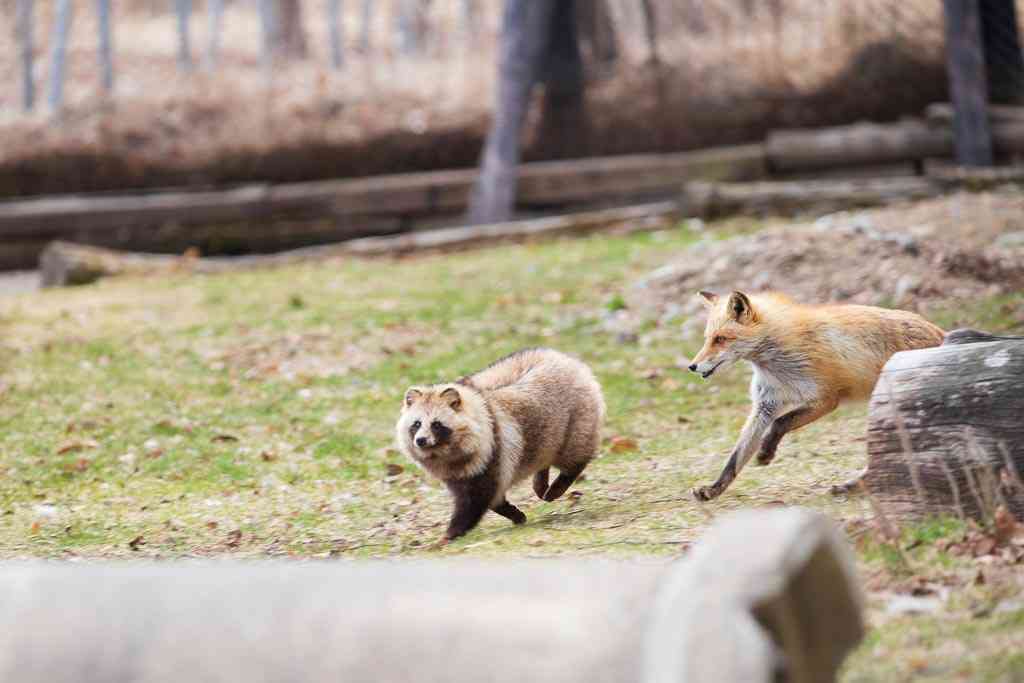 たぬき!狸!Tanuki!