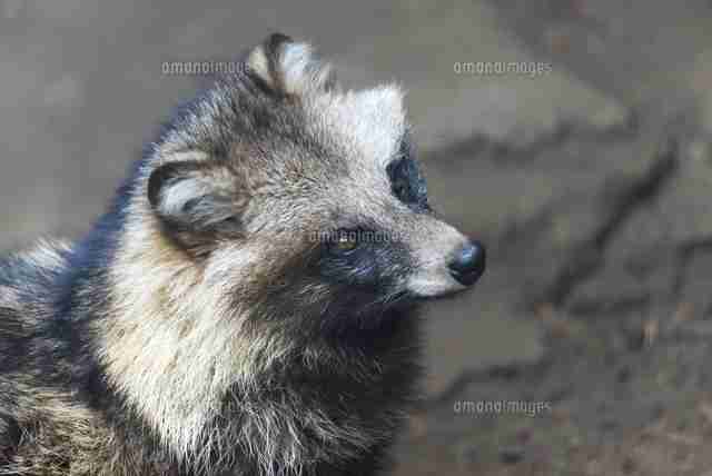 たぬき!狸!Tanuki!