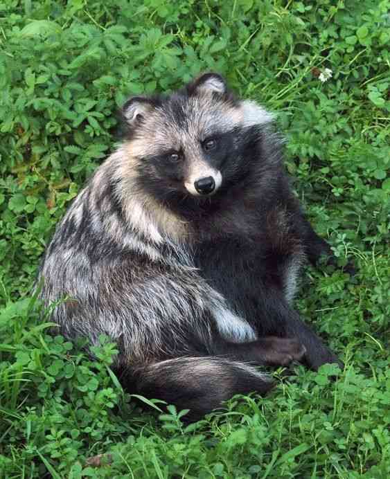 たぬき!狸!Tanuki!