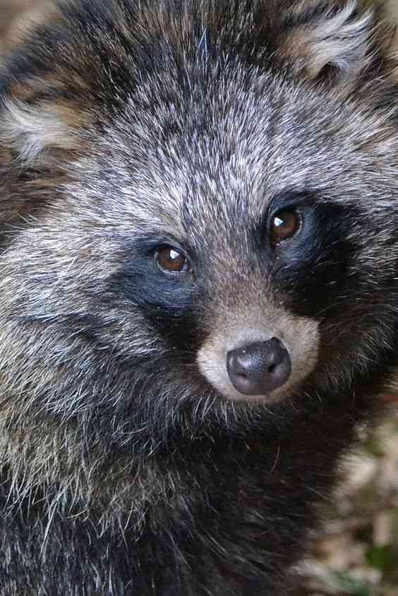 たぬき!狸!Tanuki!