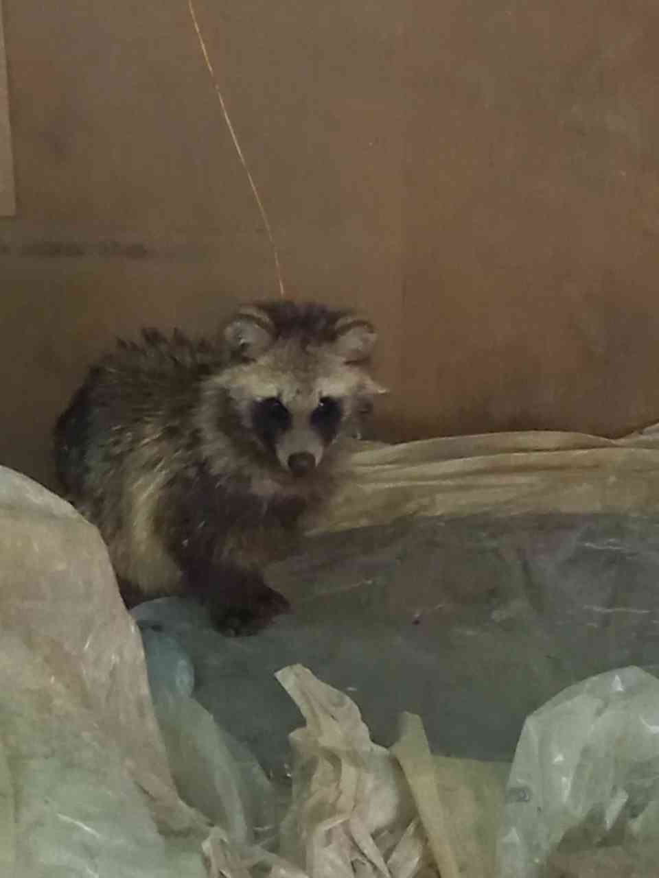 たぬき!狸!Tanuki!