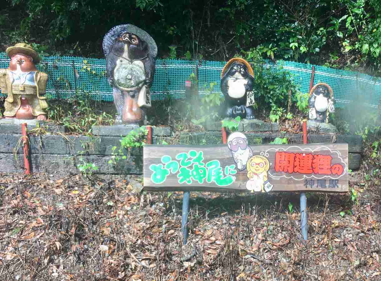 たぬき!狸!Tanuki!