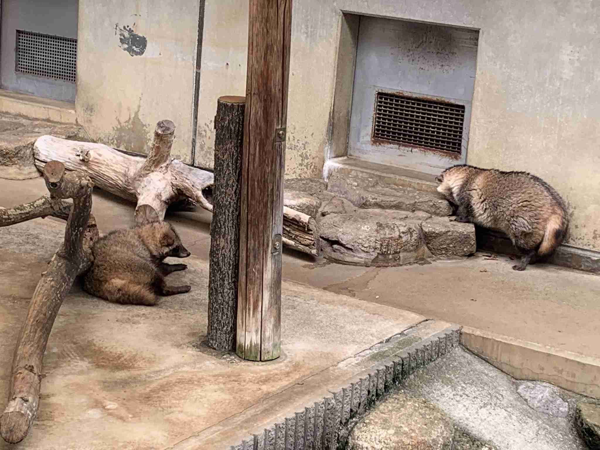 たぬき!狸!Tanuki!