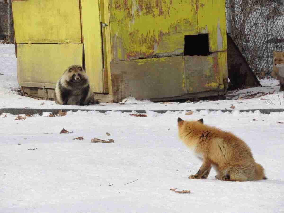 たぬき!狸!Tanuki!