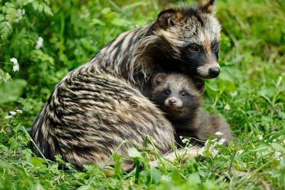 たぬき!狸!Tanuki!