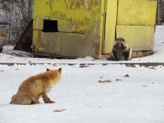 たぬき!狸!Tanuki!