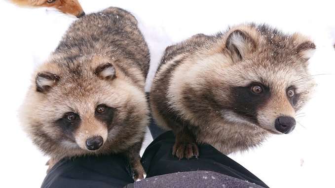たぬき!狸!Tanuki!