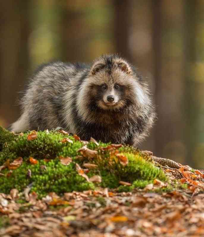 たぬき!狸!Tanuki!