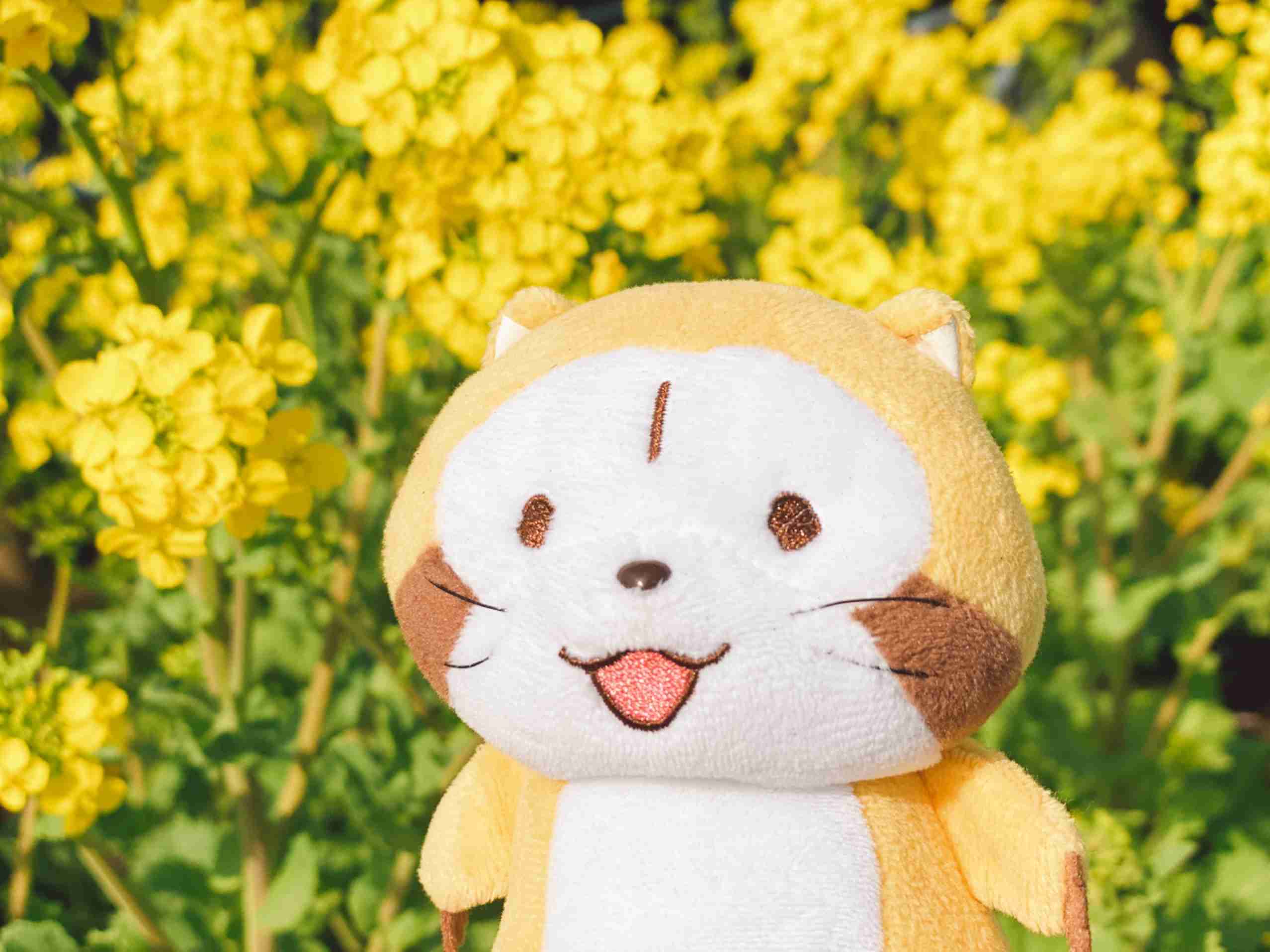 たぬき!狸!Tanuki!