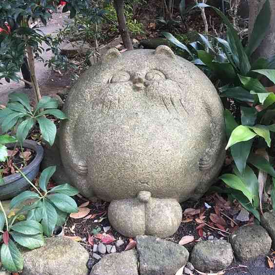 たぬき!狸!Tanuki!