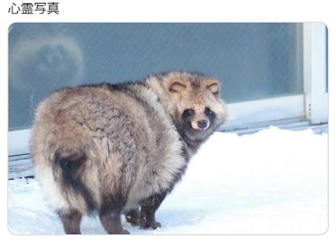 たぬき!狸!Tanuki!
