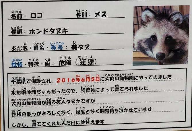 たぬき!狸!Tanuki!