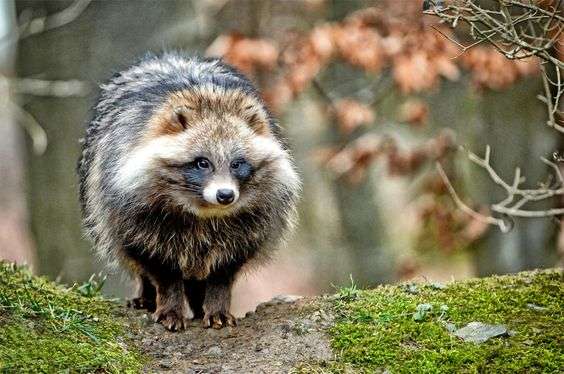 たぬき!狸!Tanuki!