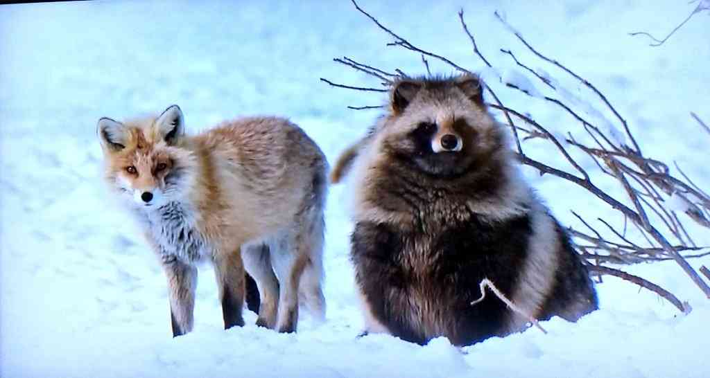 たぬき!狸!Tanuki!