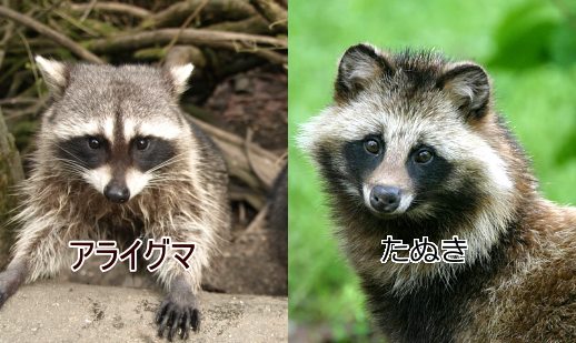 たぬき!狸!Tanuki!