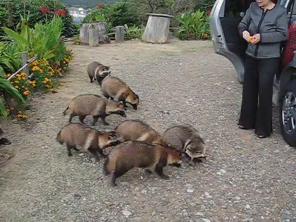 たぬき!狸!Tanuki!