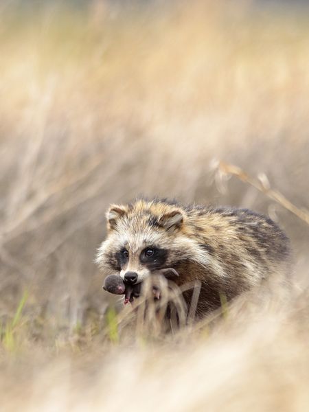 たぬき!狸!Tanuki!
