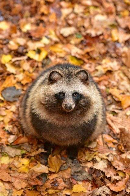 たぬき!狸!Tanuki!