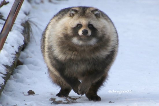 たぬき 狸 Tanuki ガールズちゃんねる Girls Channel