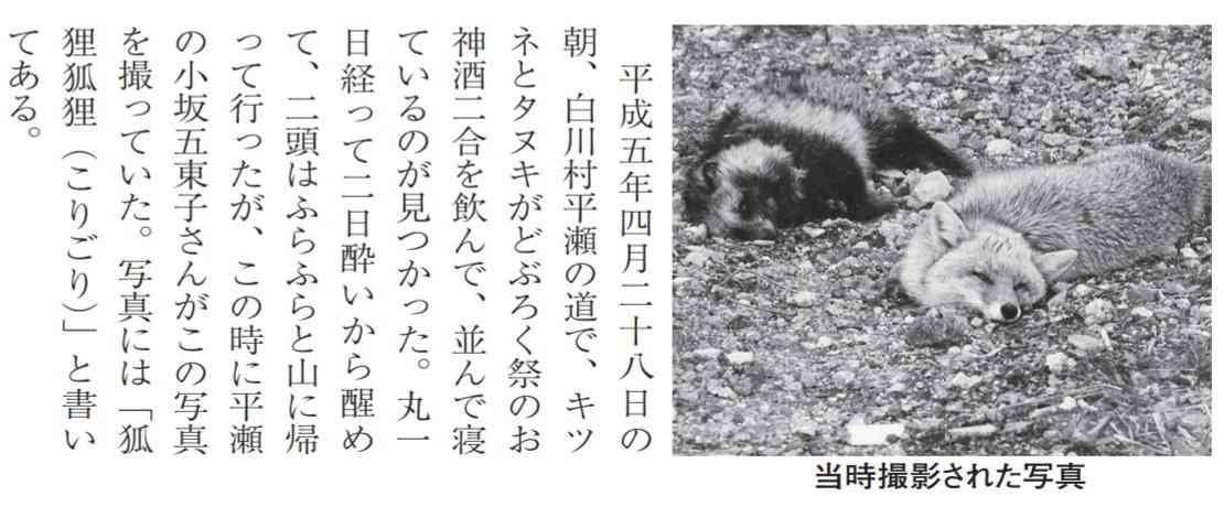 たぬき!狸!Tanuki!