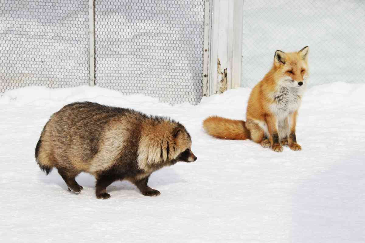 たぬき!狸!Tanuki!