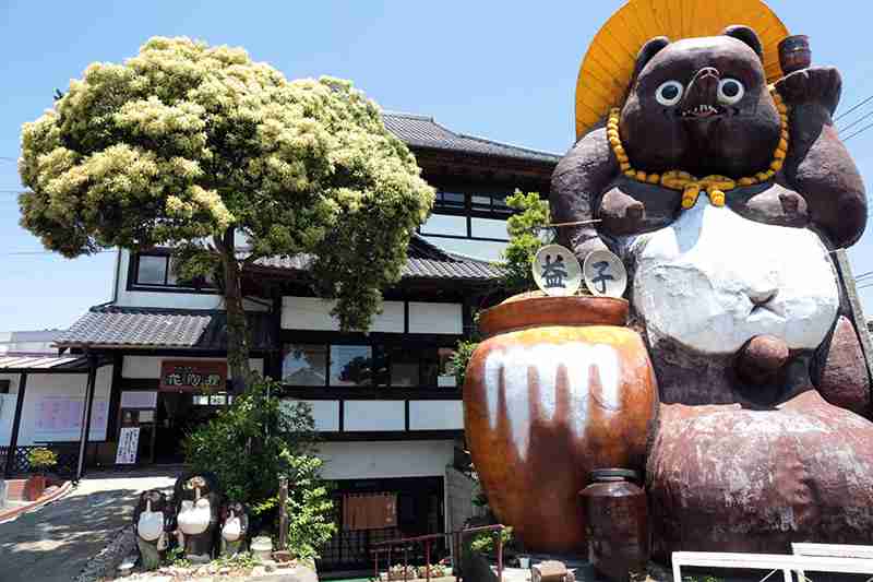 たぬき!狸!Tanuki!