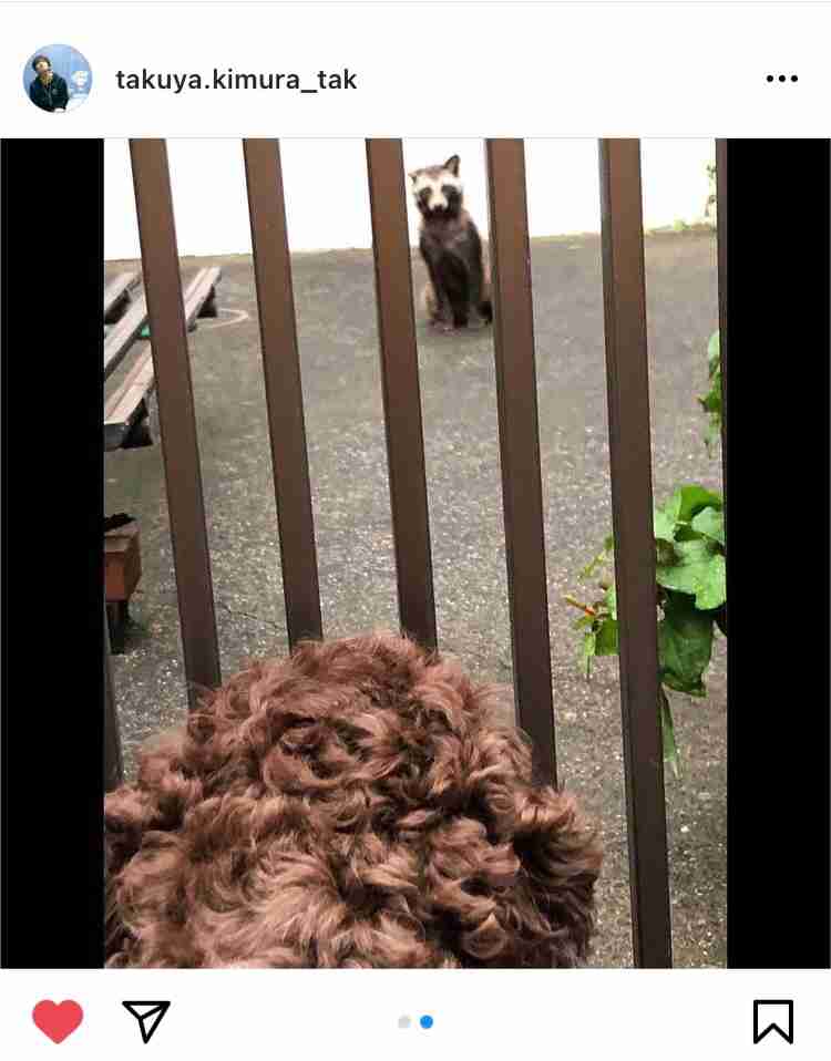 たぬき!狸!Tanuki!