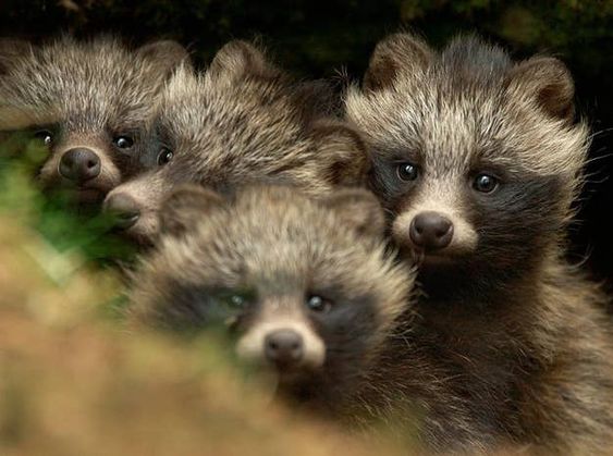たぬき!狸!Tanuki!