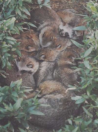 たぬき!狸!Tanuki!
