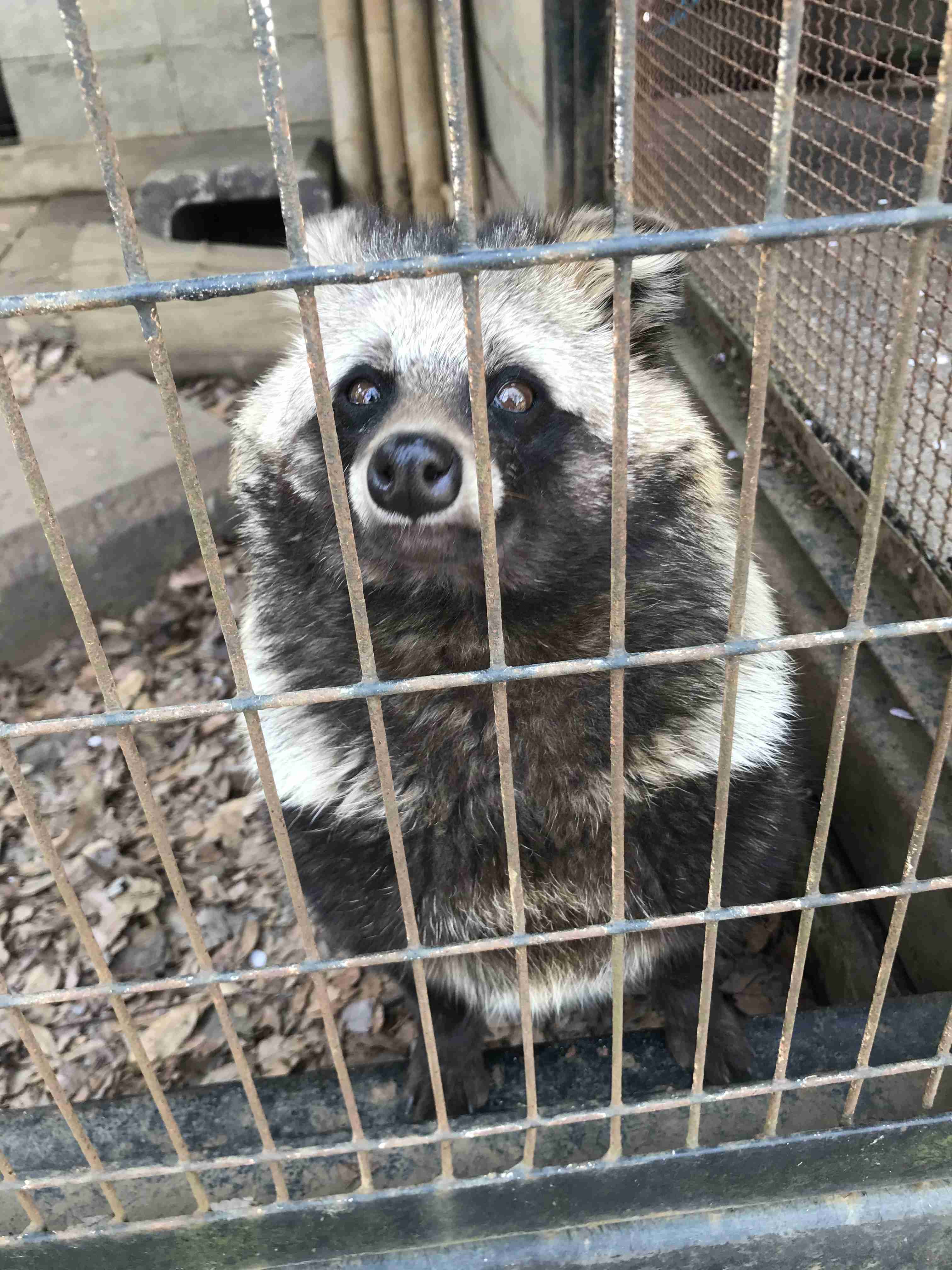 たぬき!狸!Tanuki!