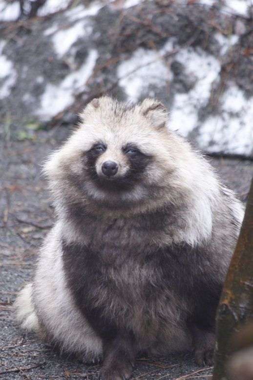 たぬき!狸!Tanuki!