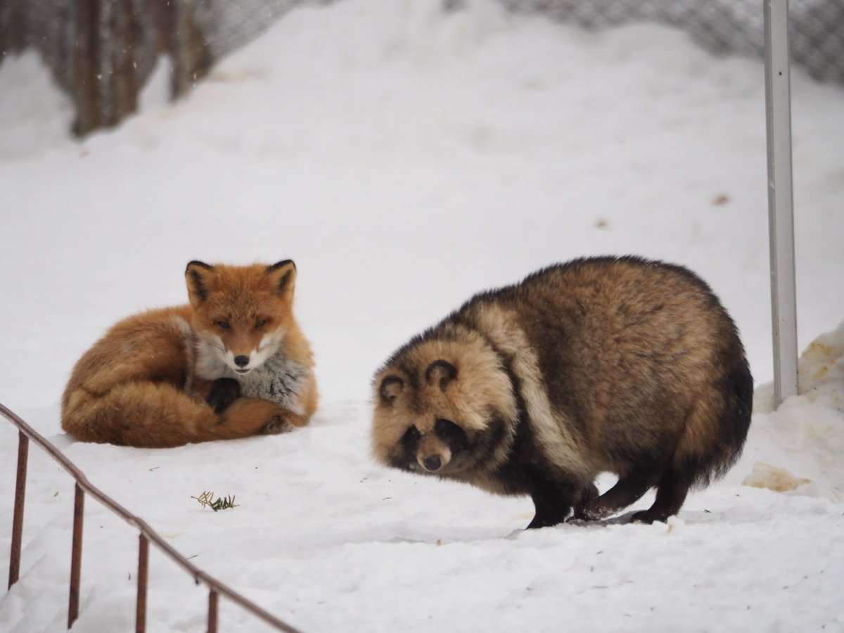 たぬき!狸!Tanuki!