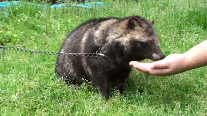 たぬき!狸!Tanuki!