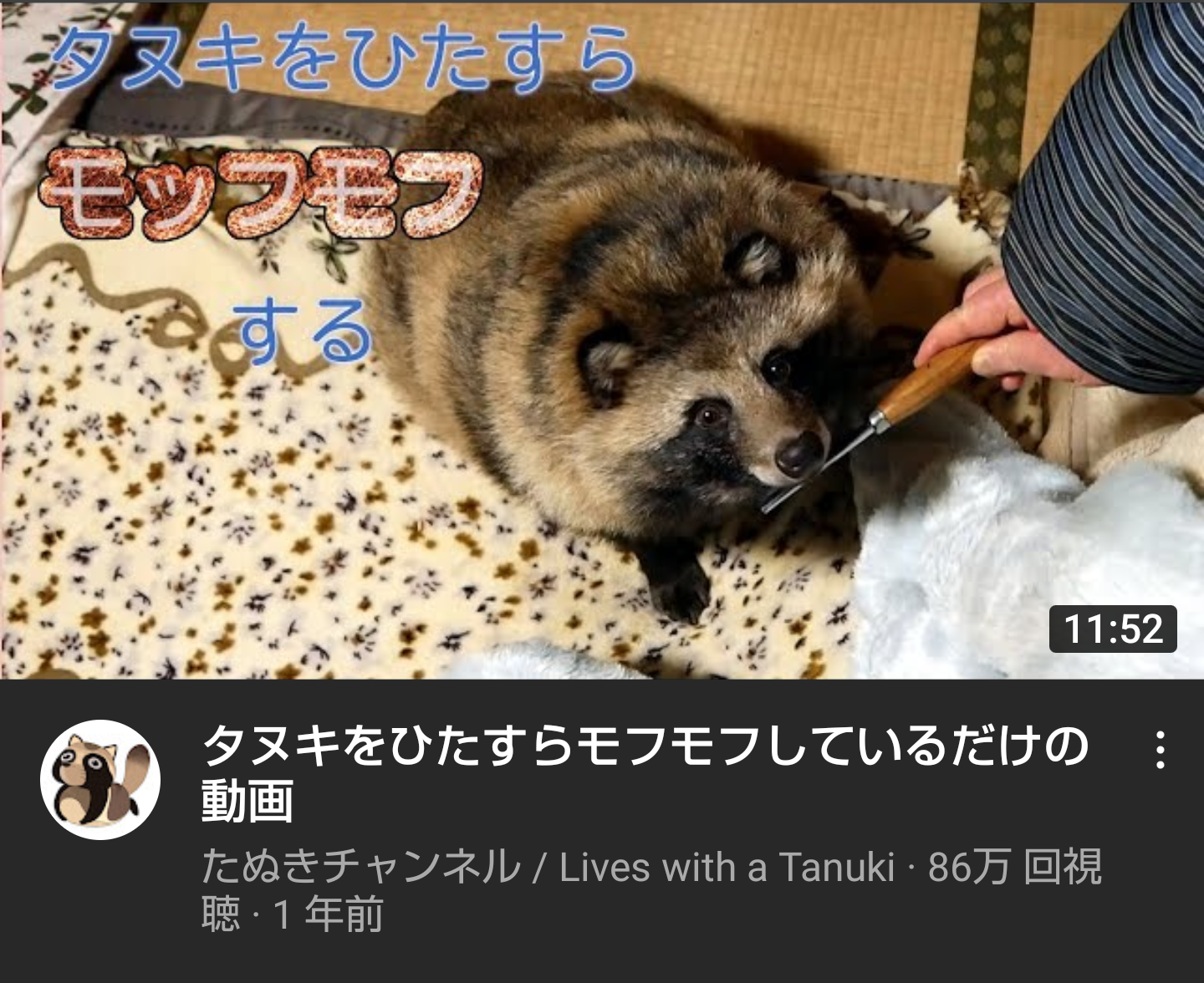 たぬき!狸!Tanuki!